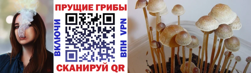 наркошоп  Талдом  Псилоцибиновые грибы MAGIC MUSHROOMS 